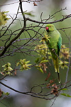 Rose-ringed Parakeet  (Psittacula krameri) introduced species feeding in tree, Paris region, France, September