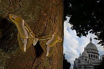 Ailanthus silkmoth (Samia cynthia) an introduced species, taken against tree trunk with Sacre Coeur behind, Paris, France September