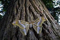 Ailanthus silkmoth (Samia cynthia) an introduced species, taken against tree trunk, France