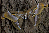 Ailanthus silkmoth (Samia cynthia) an introduced species, taken against tree trunk, France