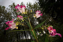 Himalayan Balsam (Impatiens glandulifera) an introduced species, Burgundy, France August