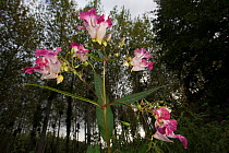 Himalayan Balsam (Impatiens glandulifera) an introduced species, Burgundy, France August