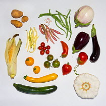 Vegetables originating  from South America that have successfully acclimatized in Europe: aubergine, beans, courgette / zuchini,  maize, red pepper, potato, squash and tomato