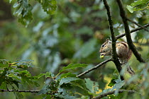 Siberian Chipmunk (Tamias sibiricus) introduced species, up in tree, near Paris, France September