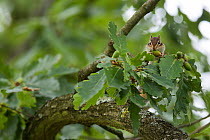 Siberian Chipmunk (Tamias sibiricus) introduced species, up in tree, near Paris, France September
