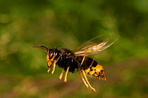 Asian predatory wasp (Vespa velutina nigrithorax) people destroying and removing the nest, invasive species, Nantes, France, September 2015
