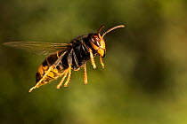 Asian predatory wasp (Vespa velutina nigrithorax) in flight, invasive species, Nantes, France, September.