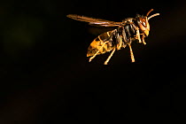 Asian Predatory Wasp (Vespa velutina nigrithorax) an invasive species, in flight, hunting bees, Nantes, France