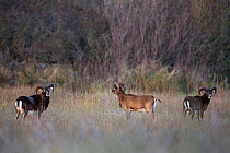 European mouflon (Ovis gmelini musimon) three rams standing in habitat, an introduced species in Baie de Nature Somme Reserve, France, April 2015