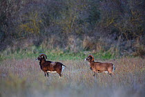 European mouflon (Ovis gmelini musimon) two rams standing profile, an introduced species in Baie de Nature Somme Reserve, France, April 2015