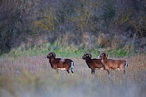 European mouflon (Ovis gmelini musimon) three rams standing profile, an introduced species in Baie de Nature Somme Reserve, France, April 2015