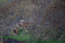 European mouflon (Ovis gmelini musimon) female and young in vegetation, an introduced species in Baie de Nature Somme Reserve, France, April 2015