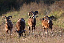 European mouflon (Ovis gmelini musimon) four rams grazing, an introduced species in Baie de Nature Somme Reserve, France, April 2015