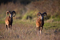 European mouflon (Ovis gmelini musimon) two rams on alert, an introduced species in Baie de Nature Somme Reserve, France, April 2015
