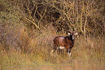 European mouflon (Ovis gmelini musimon) an introduced species in Baie de Nature Somme Reserve, France, April 2015