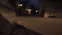 European hedgehog (Erinaceus europaeus) in road at night, with approaching car headlights, Mossingen, Baden-Wurttemberg, Germany, October.