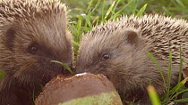 Close-up of two European hedgehogs (Erinaceus europaeus) feeding on windfall pears, Mossingen, Baden-Wurttemberg, Germany, October.
