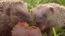 Close-up of two European hedgehogs (Erinaceus europaeus) feeding on windfall pears, Mossingen, Baden-Wurttemberg, Germany, October.