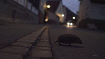 European hedgehog (Erinaceus europaeus) in road at night, with approaching car, Mossingen, Baden-Wurttemberg, Germany, October.