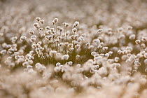 Harestail Cotton grass (Eriophorum vaginatum), Scotland, UK, May 2011.