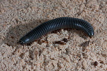 Florida scrub millipede (Floridobolus orini) found only in Florida Scrub habitats of Ocala National Forest, Florida, USA, August.