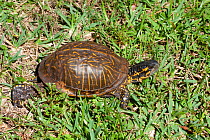 Florida box turtle (Terrapene carolina bauri) North Florida, USA, October.