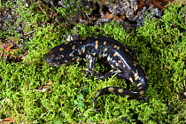 Eastern tiger salamander (Ambystoma tigrinum) North Florida, USA, December.