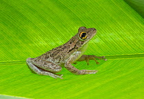 Cuban tree frog (Osteopilus septentrionalis) on leaf, Florida, March. Introduced species.