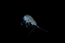 Cave amphipod (Stygobromus sp) newly discovered species from Florida. Controlled conditions.