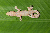 House gecko (Hemidactylus mabouia) introduced species, Florida, USA. April.