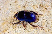 Scarab beetle (Peltotrupes profundus) endemic to Florida. Controlled conditions.