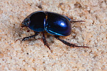 Scarab beetle (Peltotrupes profundus) endemic to Florida. Controlled conditions.