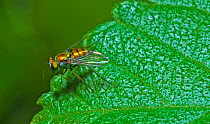 Long legged fly (Chrysosoma sp) on leaf, North Florida, USA, August.
