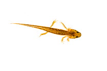Palmate newt (Lissotriton helveticus) juvenile in water, Maine-et-Loire, France, June, meetyourneighbours.net project