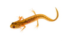 Palmate newt (Lissotriton helveticus) juvenile in water, Maine-et-Loire, France, June, meetyourneighbours.net project