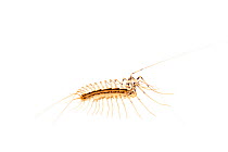 House centipede (Scutigera coleoptrata), Maine-et-Loire, France, April, meetyourneighbours.net project