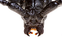 Great capricorn beetle (Cerambyx cerdo) male, close-up, Maine-et-Loire, France, June, meetyourneighbours.net project