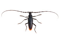 Great capricorn beetle (Cerambyx cerdo) male, Maine-et-Loire, France, June, meetyourneighbours.net project