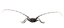 Great capricorn beetle (Cerambyx cerdo) male, Maine-et-Loire, France, June, meetyourneighbours.net project