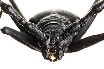 Great capricorn beetle (Cerambyx cerdo) male, close-up, Maine-et-Loire, France, June, meetyourneighbours.net project