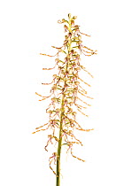 Lizard orchid (Himantoglossum hircinum) in flower, Maine-et-Loire, France, June, meetyourneighbours.net project