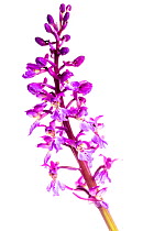 Early purple orchid (Orchis mascula) in flower, Maine-et-Loire, France, April, meetyourneighbours.net project