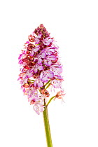 Lady orchid (Orchis purpurea) in flower, Maine-et-Loire, France, May, meetyourneighbours.net project