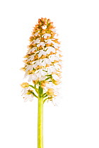 Lady Orchid (Orchis purpurea var. alba) albino form in flower, Maine-et-Loire, France, May, meetyourneighbours.net project