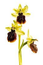Early spider orchid (Ophrys sphegodes subsp. sphegodes / aranifera) in flower, Maine-et-Loire, France, May, meetyourneighbours.net project