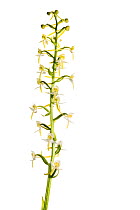 Greater butterfly orchid (Platanthera chlorantha) in flower, Maine-et-Loire, France, May, meetyourneighbours.net project