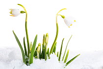 Spring snowflake (Leucojum vernum) in snow, Ain, France, February, meetyourneighbours.net project