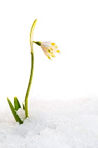 Spring snowflake (Leucojum vernum) in snow, Ain, France, February, meetyourneighbours.net project