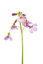 Cuckoo flower (Cardamine pratensis), Maine-et-Loire, France, April, meetyourneighbours.net project