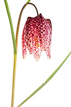Snake's head fritillary (Fritillaria meleagris) in flower, close-up, Maine-et-Loire, France, April, meetyourneighbours.net project